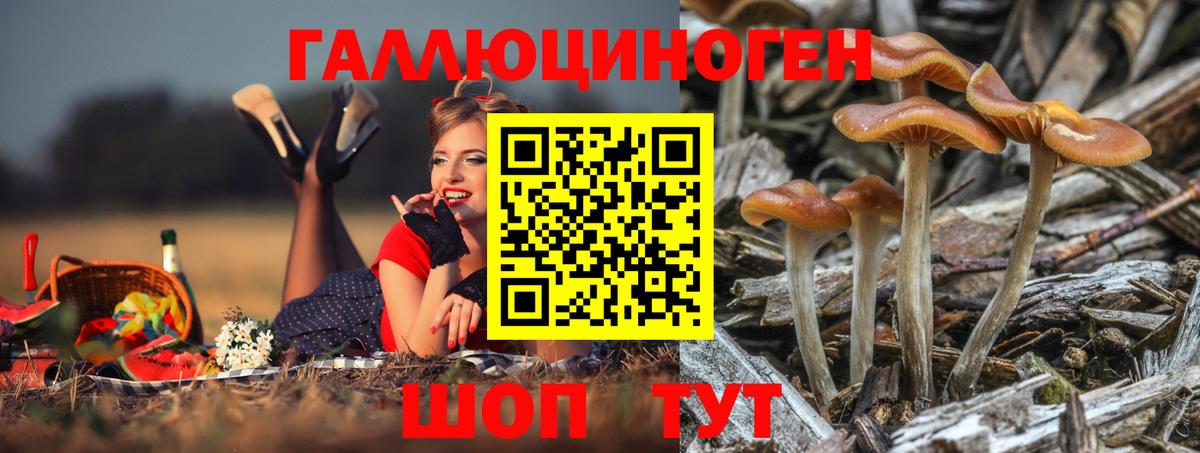 Галлюциногенные грибы Psilocybe  Вход с VPN  Междуреченск 